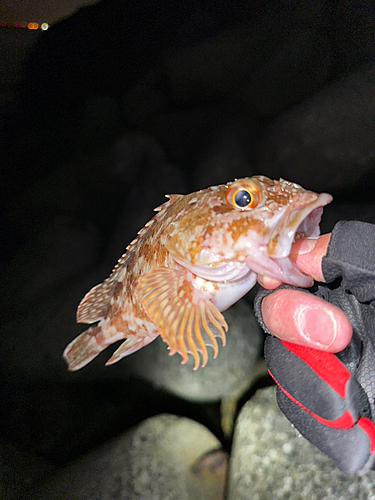 ガシラの釣果