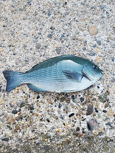 メジナの釣果