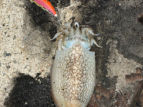 シリヤケイカの釣果