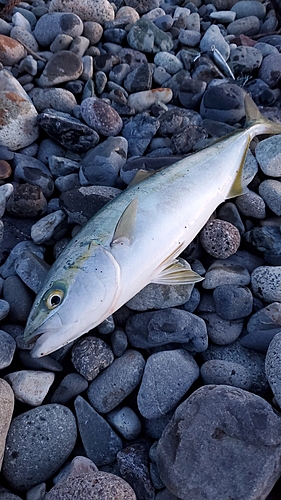 ワカシの釣果