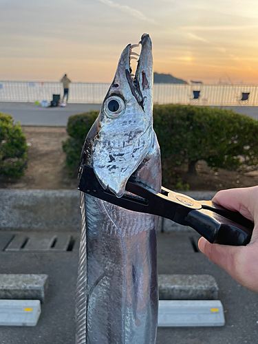 タチウオの釣果