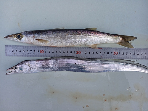 カマスの釣果