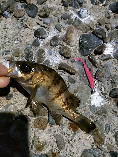 タケノコメバルの釣果