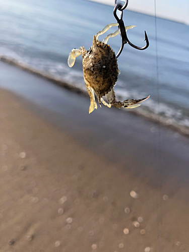 カニの釣果