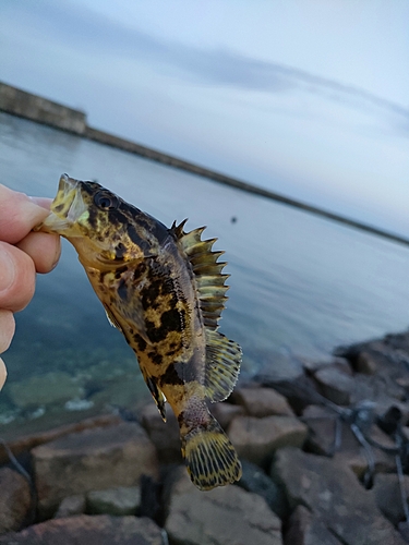 タケノコメバルの釣果