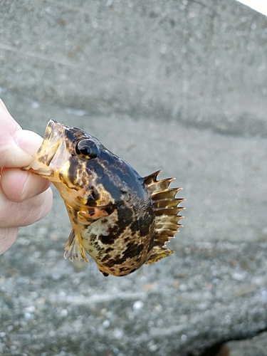 タケノコメバルの釣果