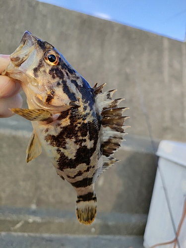 タケノコメバルの釣果