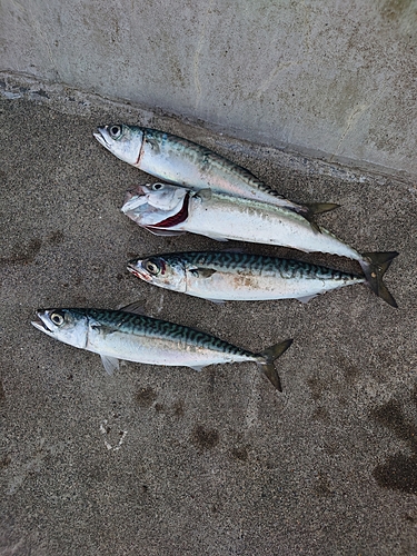 サバの釣果