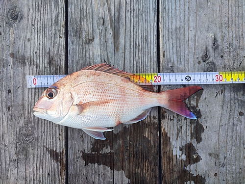 マダイの釣果