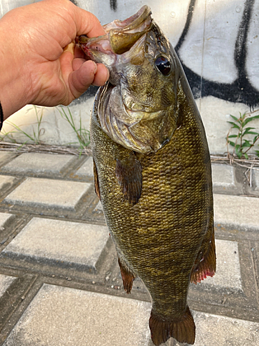 スモールマウスバスの釣果