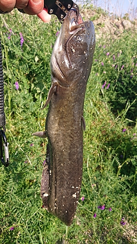 ナマズの釣果