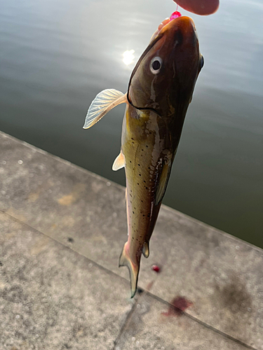 アメリカナマズの釣果