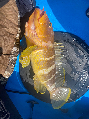 アオハタの釣果