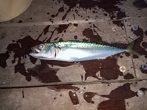 サバの釣果