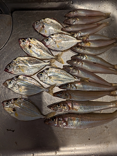 キスの釣果