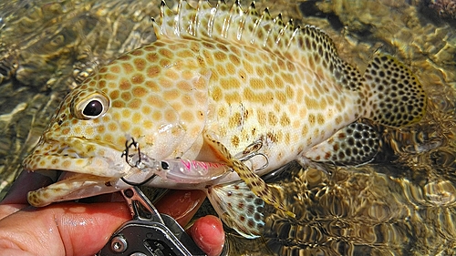 カンモンハタの釣果