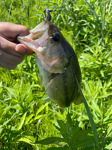 ブラックバスの釣果