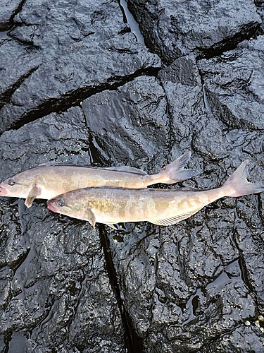 ホッケの釣果