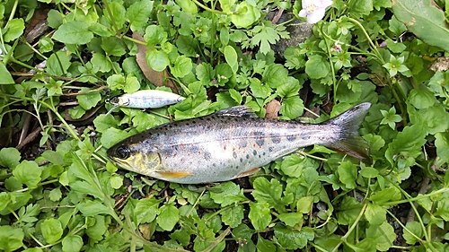 アマゴの釣果