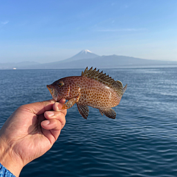 オオモンハタ