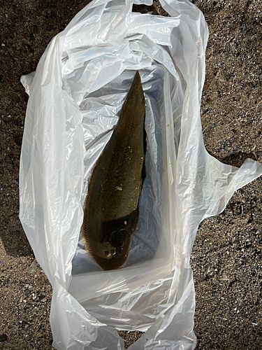 シタビラメの釣果