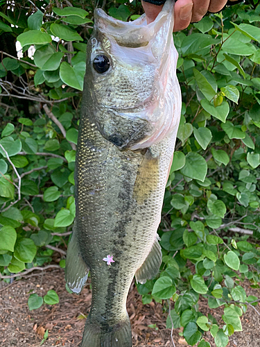 ラージマウスバスの釣果