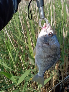 キビレの釣果