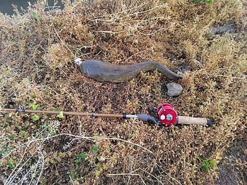 マナマズの釣果