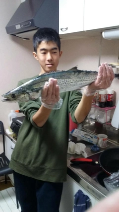 サゴシの釣果