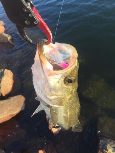 シーバスの釣果