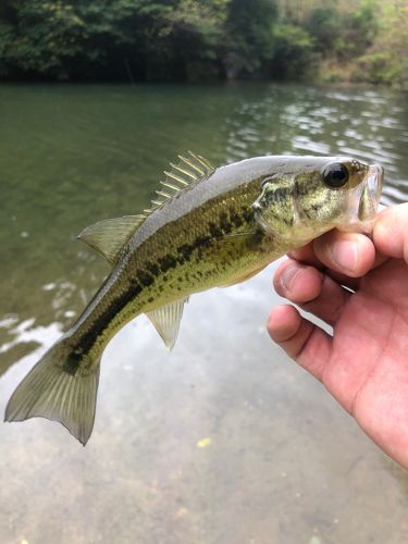 ブラックバスの釣果