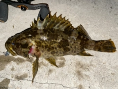 タケノコメバルの釣果