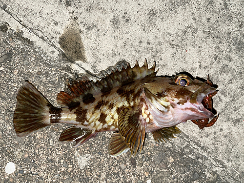 カサゴの釣果