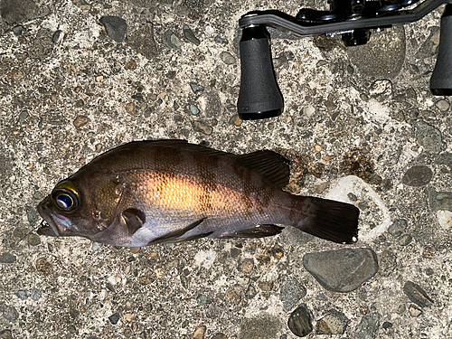 メバルの釣果