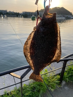 ヒラメの釣果