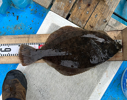 カレイの釣果