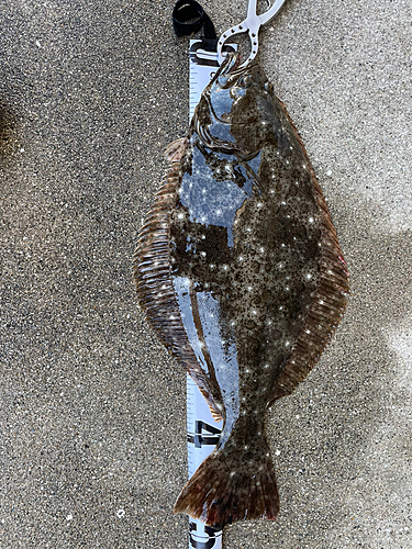 ヒラメの釣果