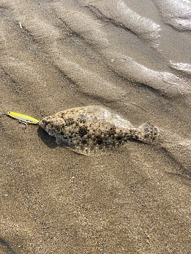 ソゲの釣果