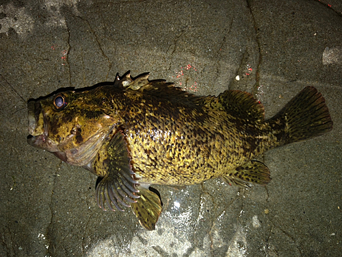 タケノコメバルの釣果