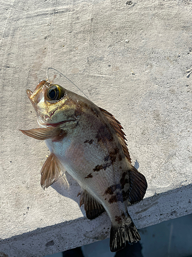 メバルの釣果