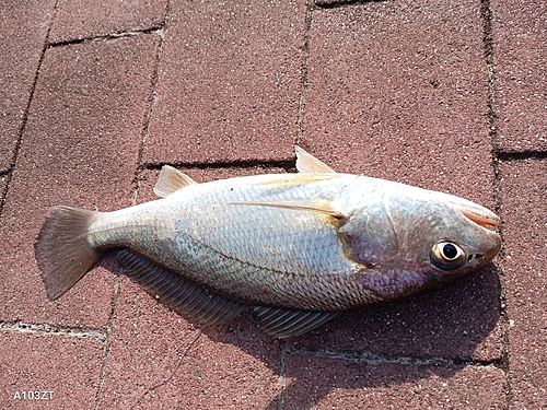 イシモチの釣果