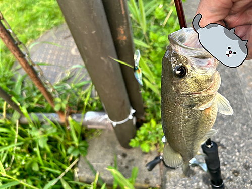 ブラックバスの釣果