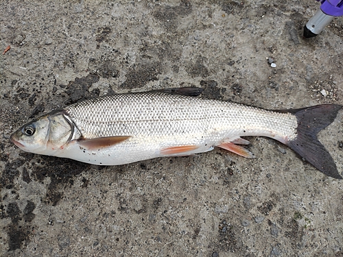 ウグイの釣果