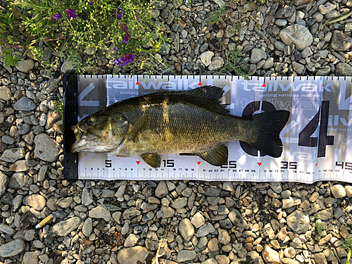 スモールマウスバスの釣果