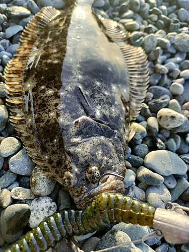 ソゲの釣果