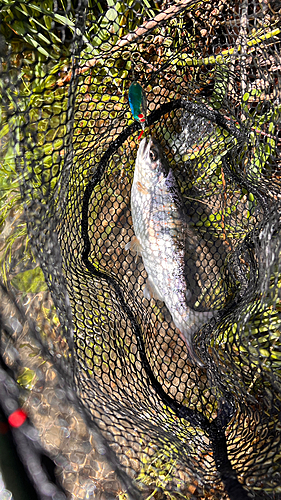 アマゴの釣果