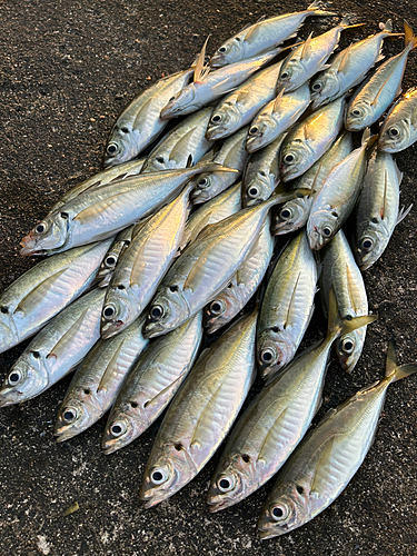 アジの釣果