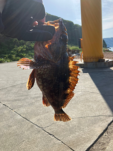 カサゴの釣果