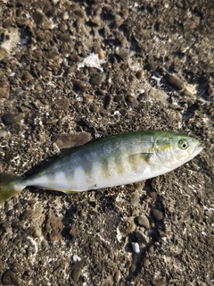 ツバスの釣果