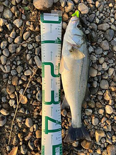 フッコ（マルスズキ）の釣果